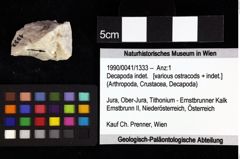 Foto (Objket + Etiketten) von Decapoda indet. 